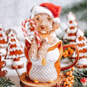 Merry Christmas from GPS Pharmacy.🎄