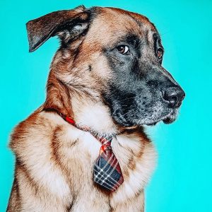Pet meds to your door with free delivery!