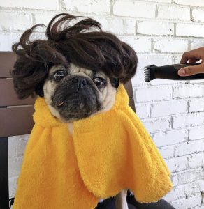 A dog in a towel