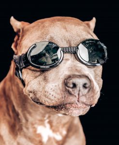Is your pet summer ready?