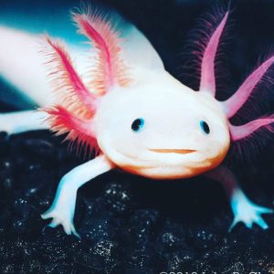 We were so excited to get our very first axolotl customer, “Godzilla”.